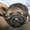 V_Wurf_1.Woche_DK2_9128